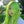 Grass green wig KF11018