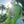 Grass green wig KF11018