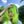 Grass green wig KF11018