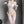 lace suit underwear  KF1338