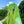 Grass green wig KF11018