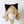 Rabbit ear hairpin hair band KF81983