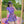 Purple pleated skirt suit KF82109